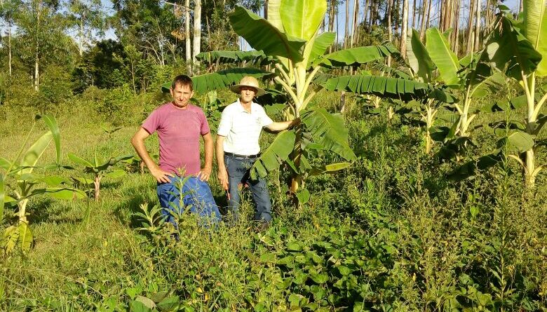 PLANTAÇÃO DE BANANEIRAS