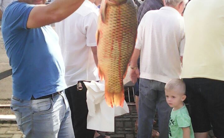 FEIRA DO PEIXE VIVO EM ÁGUAS DE CHAPECÓ